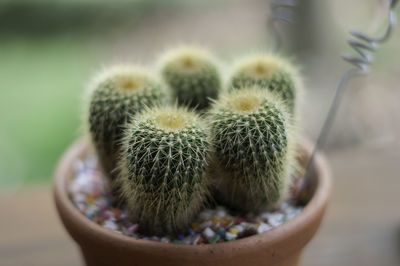 Close-up of cactus in pot