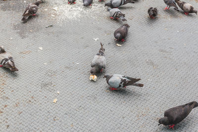 High angle view of pigeons feeding on footpath