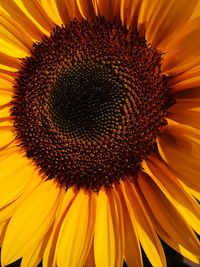 Close-up of sunflower