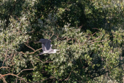 Bird flying in a forest