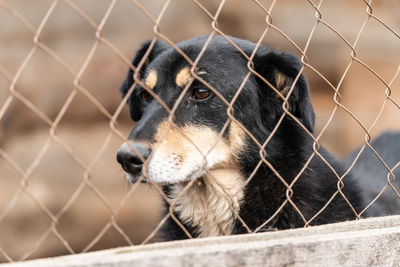 Close-up of dog looking through chainlink fence