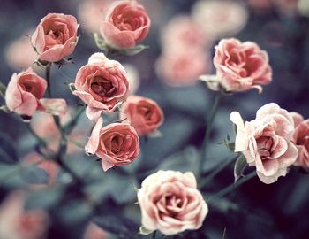 Close-up of rose bouquet