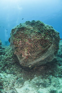 Fish swimming in sea