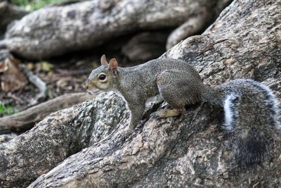 Close-up of squirrel on rock