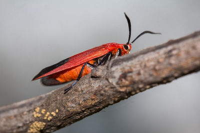 Close-up of insect on branch