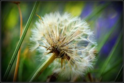 Close-up of dandelion flower