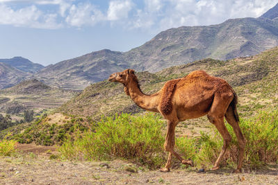 View of giraffe on mountain