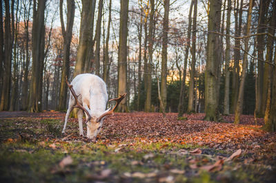 A white albino deer taking a break in a forest.