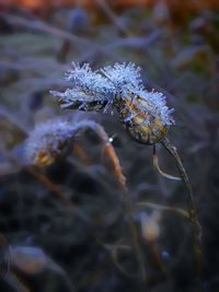 Close-up of frozen plant