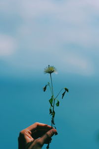 Person holding red flowering plant against blue sky