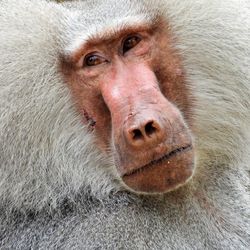 Close-up of portrait of monkey 