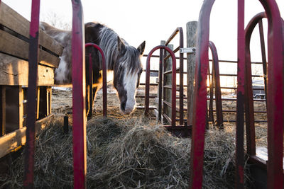 Horse grazing at ranch