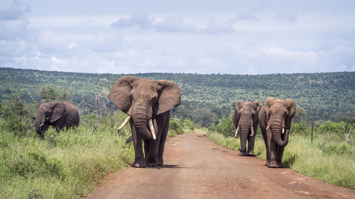 Elephant walking in a horse