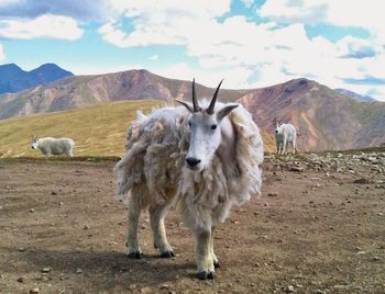 Sheep standing on field against mountains