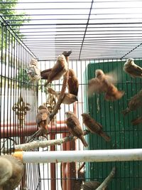 Low angle view of monkey in cage