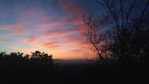 Silhouette of trees at sunset