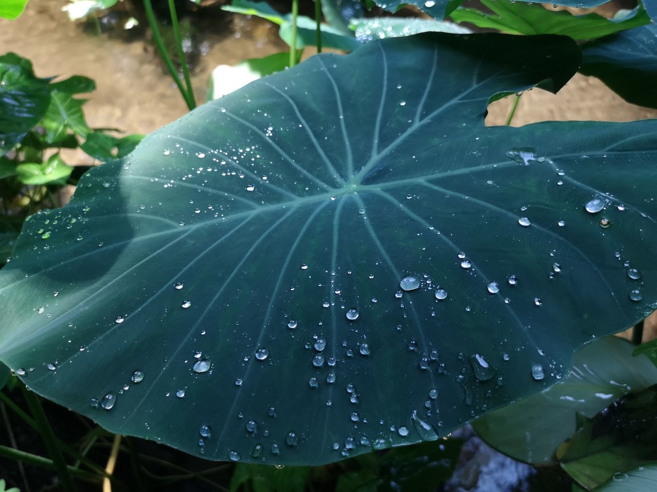 CLOSE-UP OF WET LEAVES