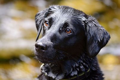 Close-up of wet dog