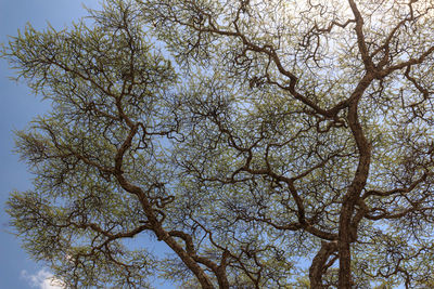 Low angle view of trees against clear sky