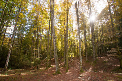 Trees in forest