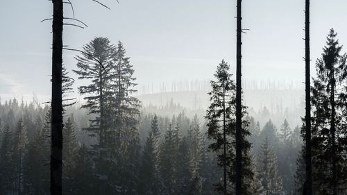 Trees in forest against sky