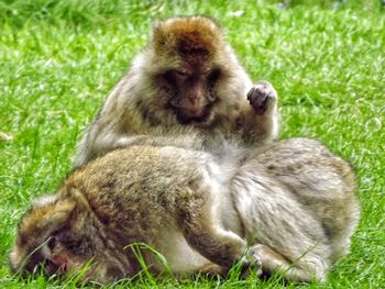 Monkey looking away