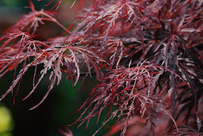 Close-up of red maple leaves on tree