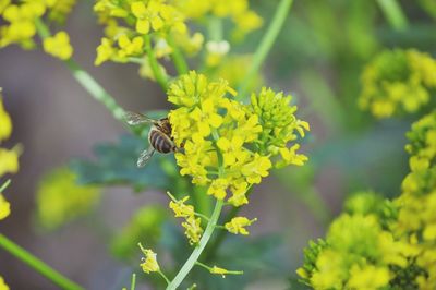 Close-up of bee pollinating on yellow flower