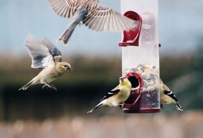 Flock of birds flying