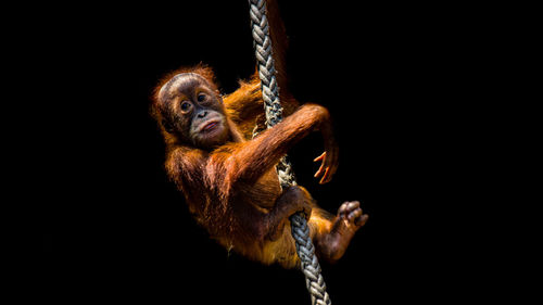 Monkey hanging on rope against black background