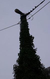 Low angle view of tree