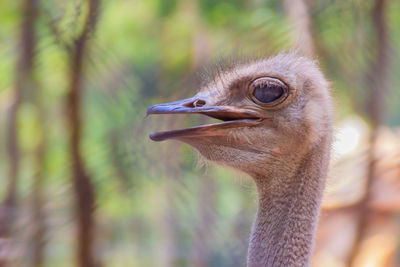 Close-up of ostrich outdoors