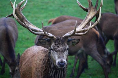 Close-up portrait of deer