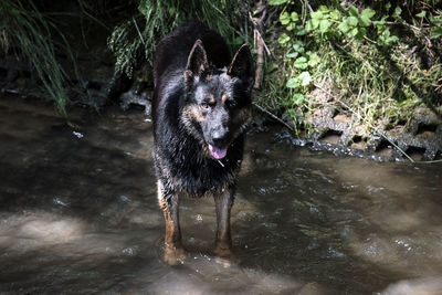 Dog running in water