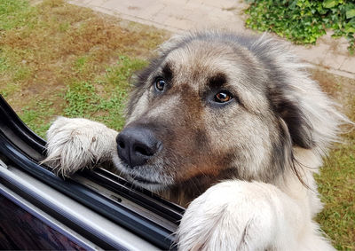 Close-up of a dog