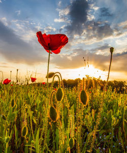 Close-up of red poppy flowers growing in field