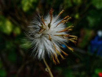 Close-up of dandelion flower