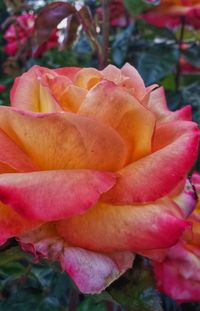 Close-up of pink rose