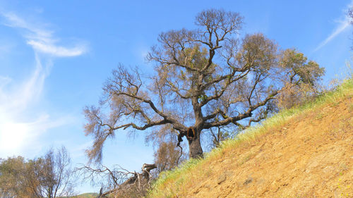 Low angle view of trees against sky