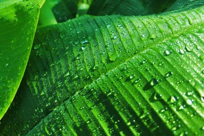 Full frame shot of wet leaves