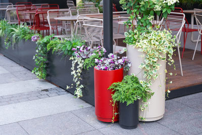 plant