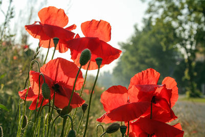 Close-up of red flowers blooming against sky