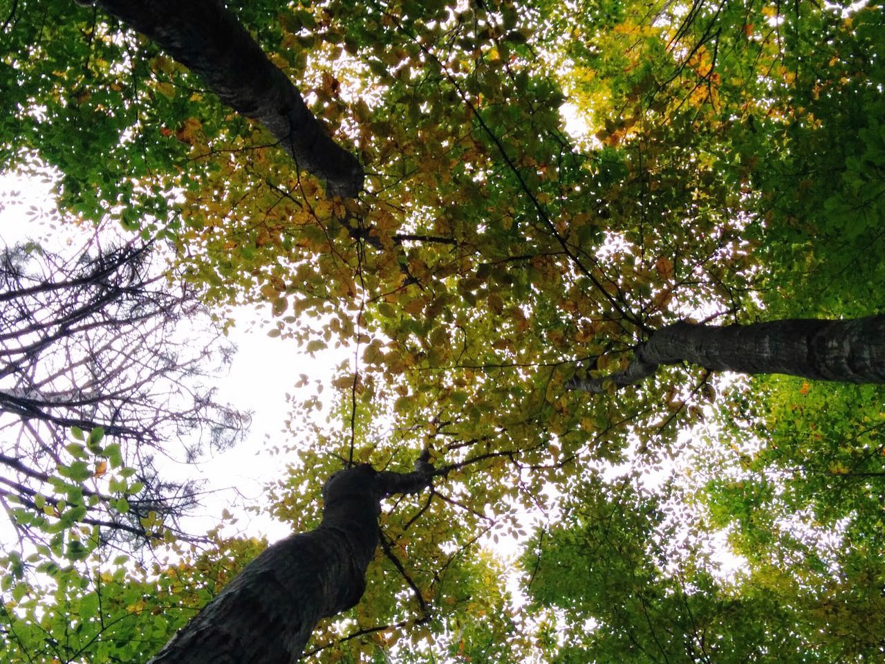 tree, nature, growth, branch, low angle view, outdoors, beauty in nature, forest, day, tranquility, no people, scenics, sky, bamboo grove