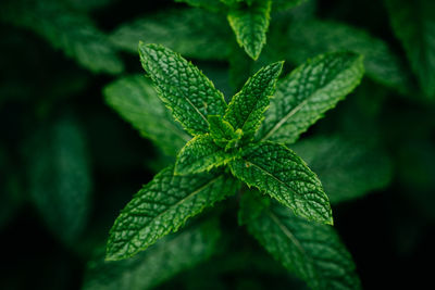 Close-up of mint leaves