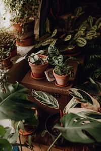 Close-up of potted plant on table