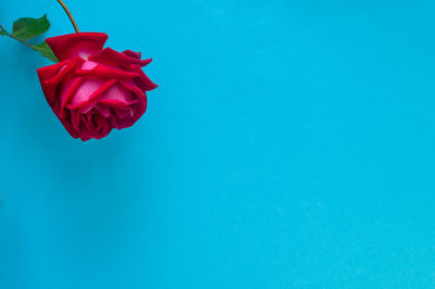 Close-up of red rose against blue background