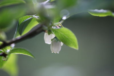 Close-up of raindrops on plant leaves