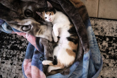 High angle view of cat lying on floor
