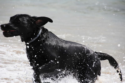 Black dog in a winter