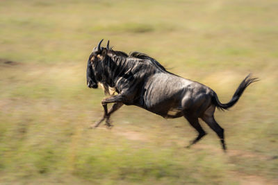 Horse running on a field